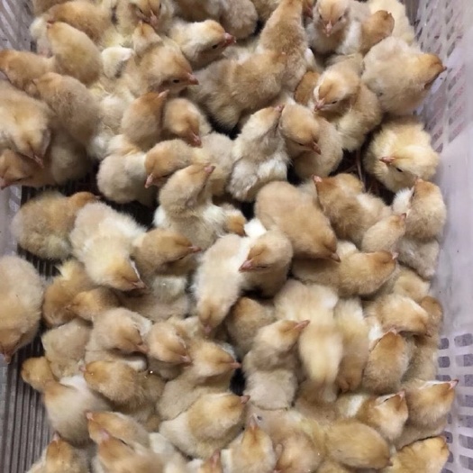南宁快大黄鸡苗 快大黄鸡