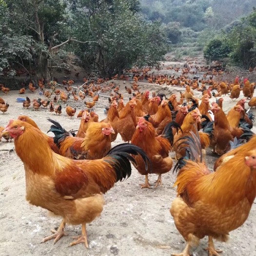 南宁 土鸡苗