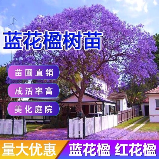 宁海县蓝花楹树苗 珍贵树苗风铃木树苗凤凰木树苗 红花楹树庭院树