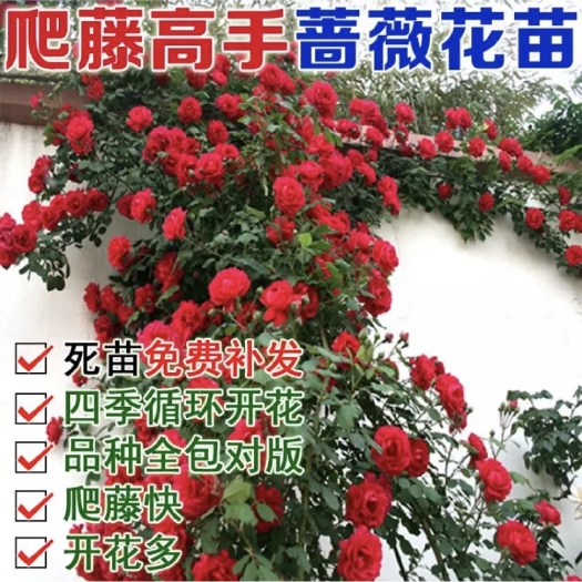 上海 四季蔷薇！浓香、大花、藤本，包成活，14种颜色可选！