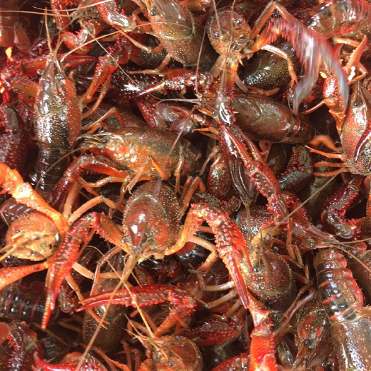 潜江市 潜江小龙虾 大青6上不封顶 全是硬规格 各种规格小龙虾