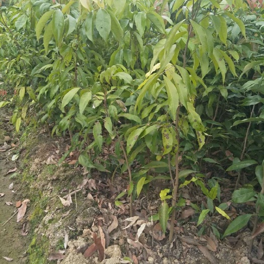 普宁市荔枝王苗 荔枝实生苗/嫁接苗，量大价实，销量