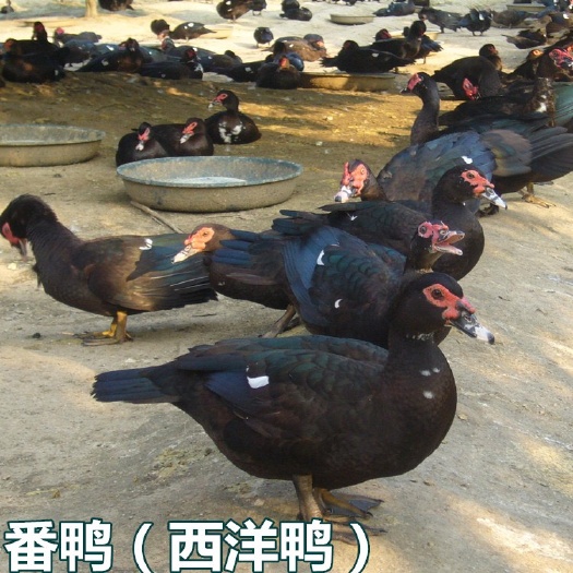 南宁西洋鸭苗 番鸭；西羊鸭