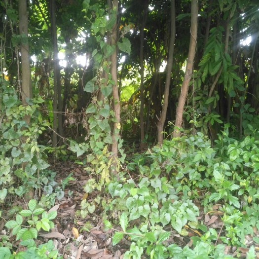 中山市石峡龙眼苗 石硖龙眼树苗，直径3~7公分，高3~7米，2500棵，便宜卖