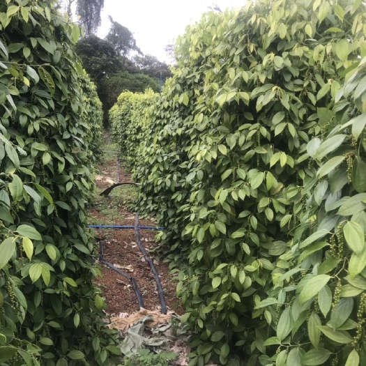 文昌市 正宗海南白胡椒粒，纯正海南农家自产自销超辣流水500ｇ一斤