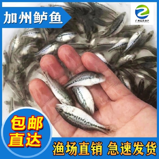 广州加州鲈鱼苗 训料鲈鱼 鲈鱼水花 基地直批 包邮送货