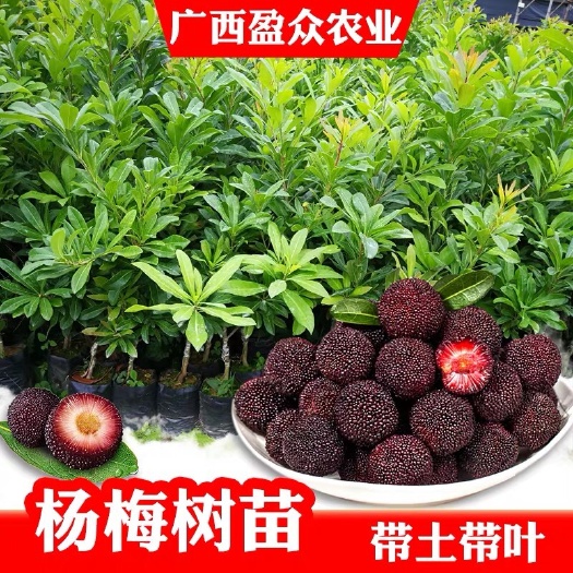 灵山县杨梅树苗  南方杨梅苗