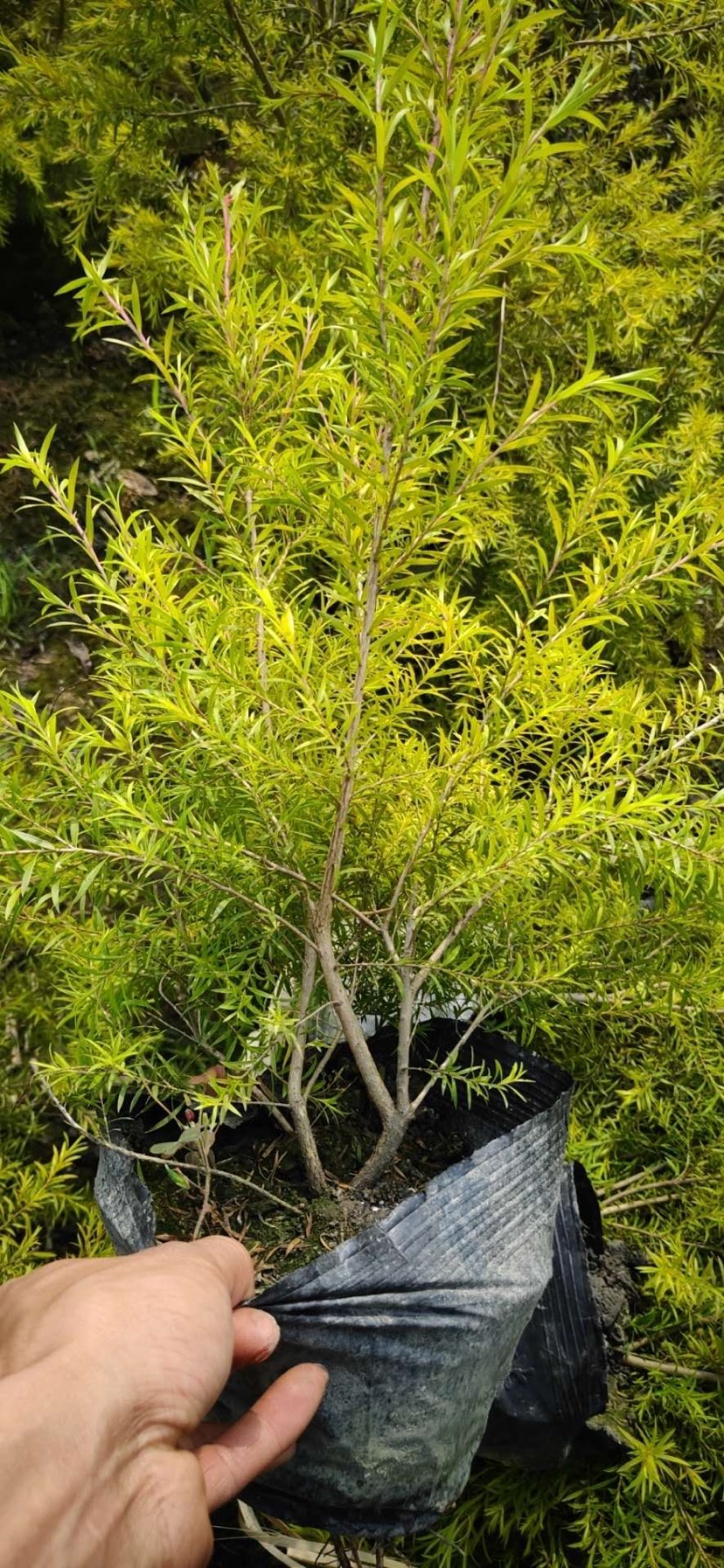 普宁市黄金宝树 黄金香柳袋苗40*40公分大袋优良的彩叶树种根系发达