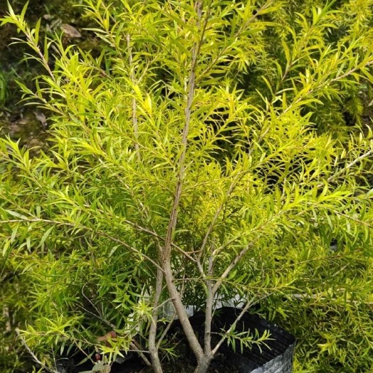 黄金宝树 黄金香柳袋苗40*40公分大袋优良的彩叶树种根系发达