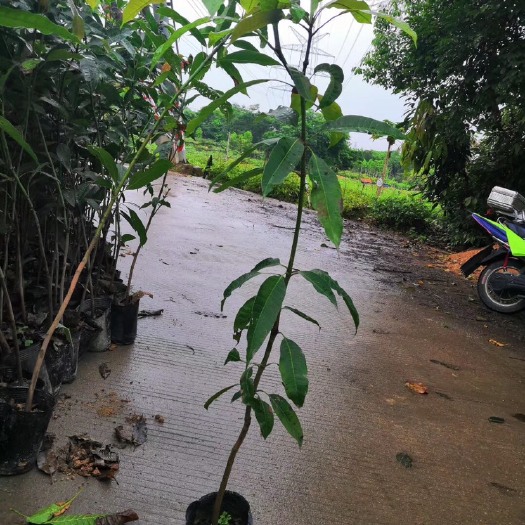 普宁市芒果直生苗（实生苗） 芒果直生苗中袋根系发达原土原袋发货 自家货源大量现货供应