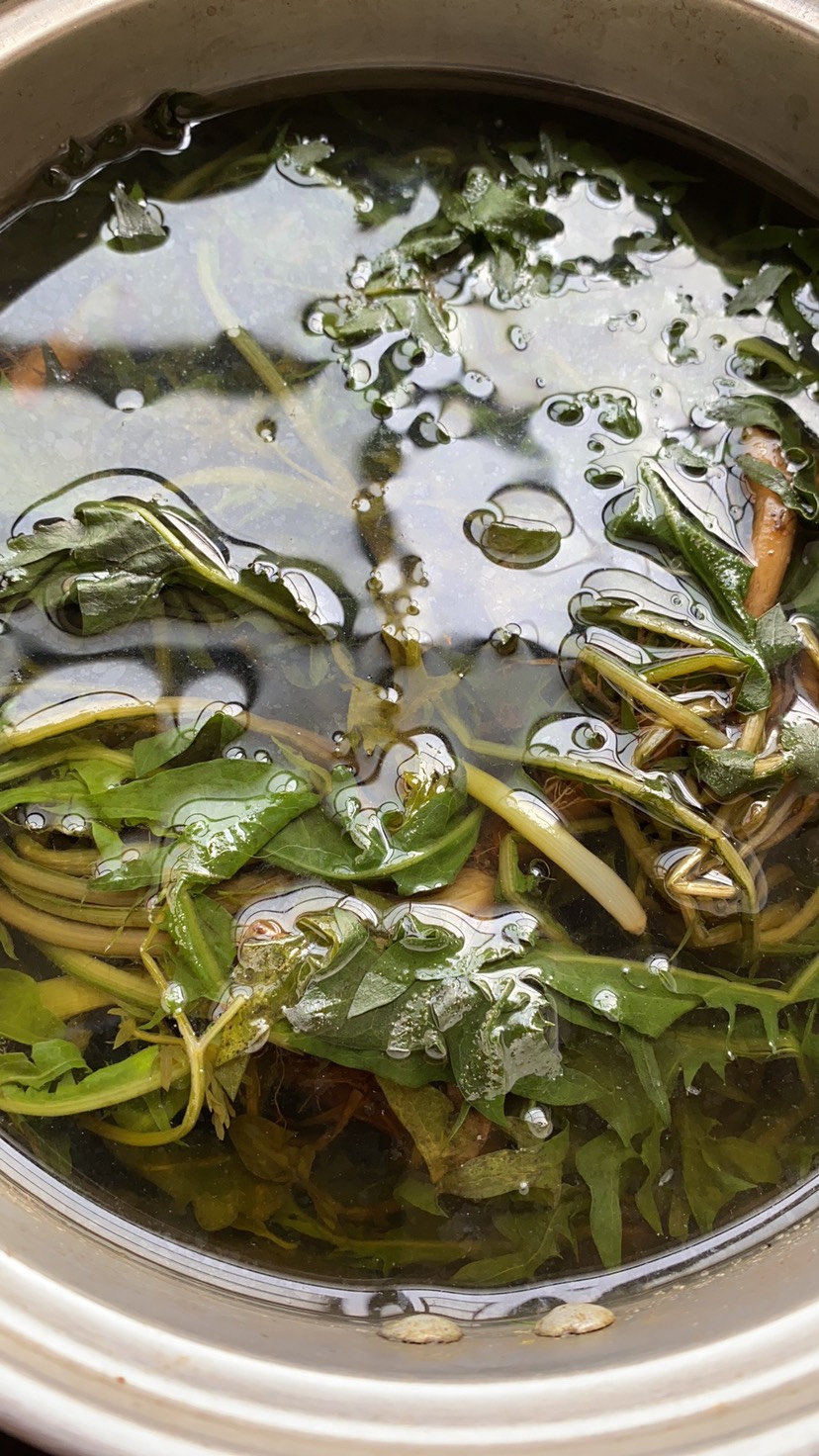 蒲公英茶 山采摘蒲公英