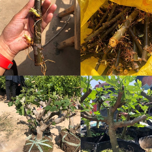 金华 带芽带根的玻姬红无花果枝条，带土球盆栽的无花果树。一手货源。