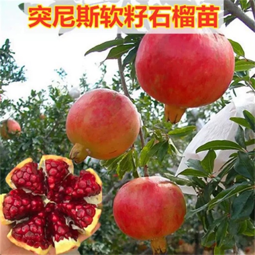 普宁市突尼斯软籽石榴树苗  突尼斯软籽石榴大袋苗正品保证树势中庸枝较密成枝率较强丰产
