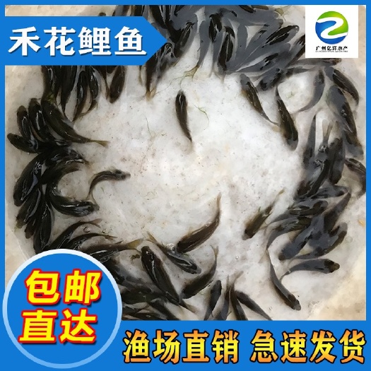 广州优质禾花鲤鱼苗 基地直销 品质保证