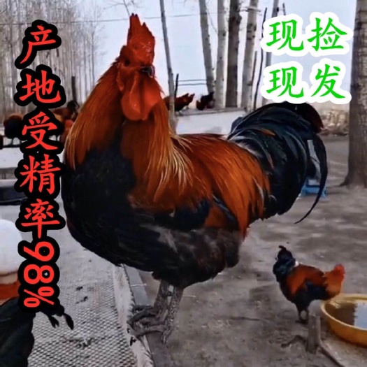 徐州鸡种蛋  青脚黑瑶麻鸡受精种蛋孵化蛋 现捡现发人工受精