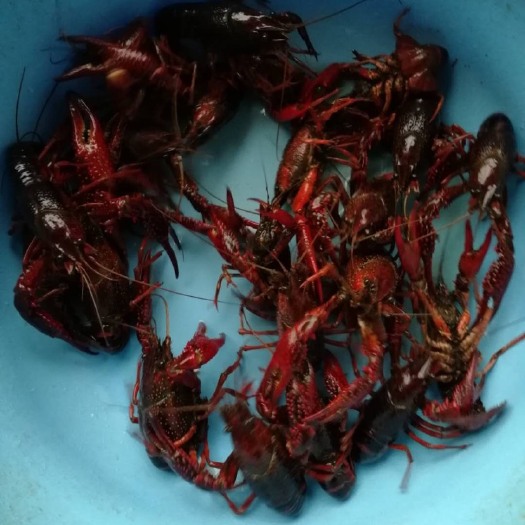 潜山市大龙虾 0.4-0.6斤/只 人工饲养 国产