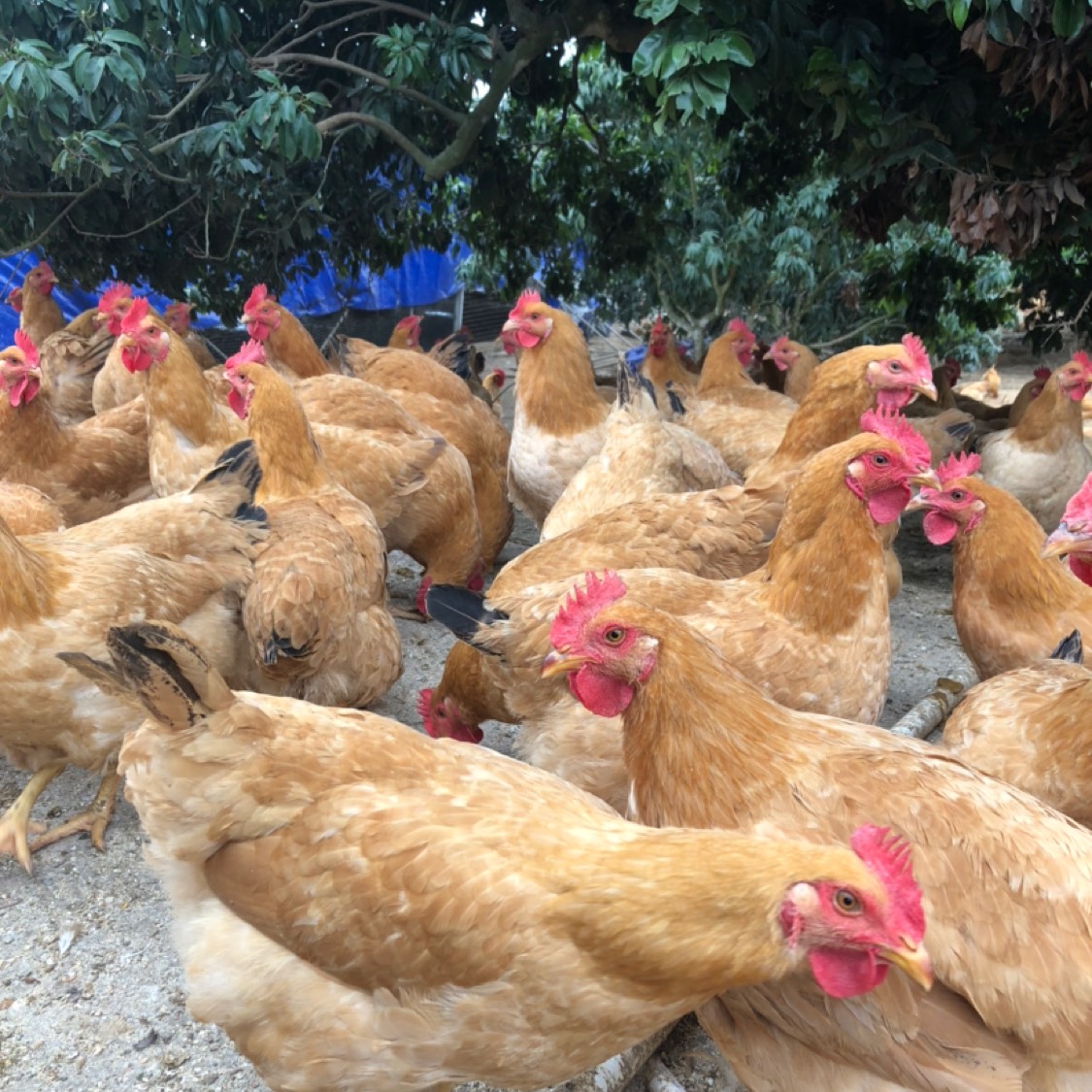 杂交鸡 果园优质土鸡,2鸡项,质量保证,140天,5斤左右