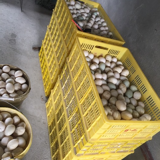 桂林 鸭蛋。