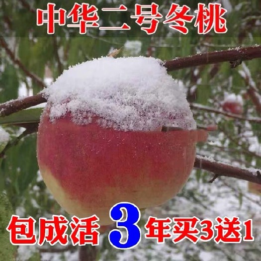 杭州桃树苗 嫁接桃树树苗 中华二号冬桃 极晚熟冬桃苗 特大冬桃苗