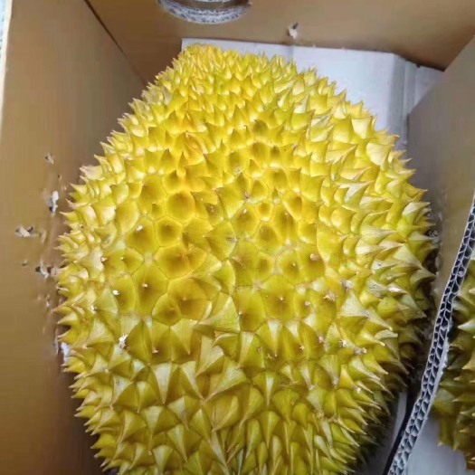 昆明 泰国金枕头榴莲直销代办