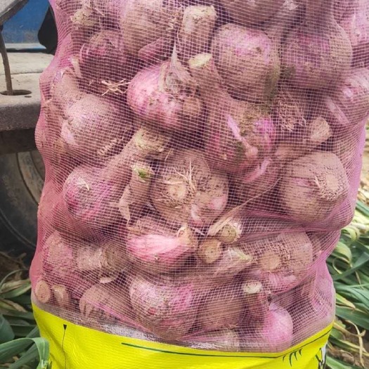 周口杂交大蒜 4.5cm以下