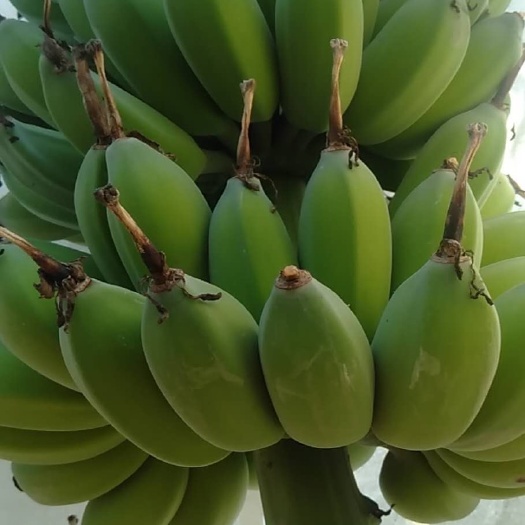 肇庆小米蕉  粉蕉 苹果蕉