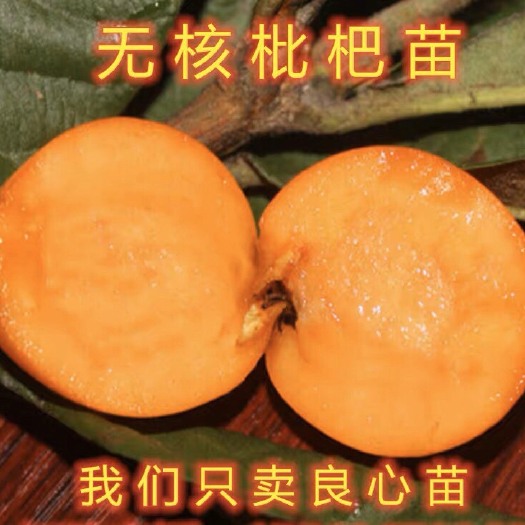 平邑县大五星枇杷苗 枇杷苗嫁接大五星特大无核南方北方盆栽地栽皆可种植