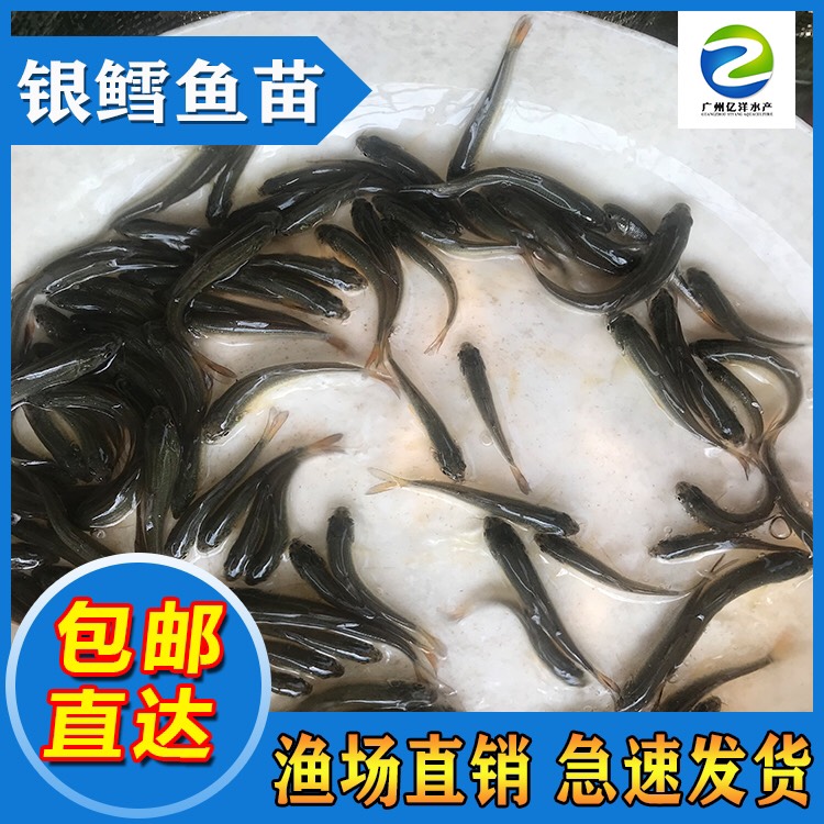 广州源头厂家 优质银鳕鱼苗批发 全国发货