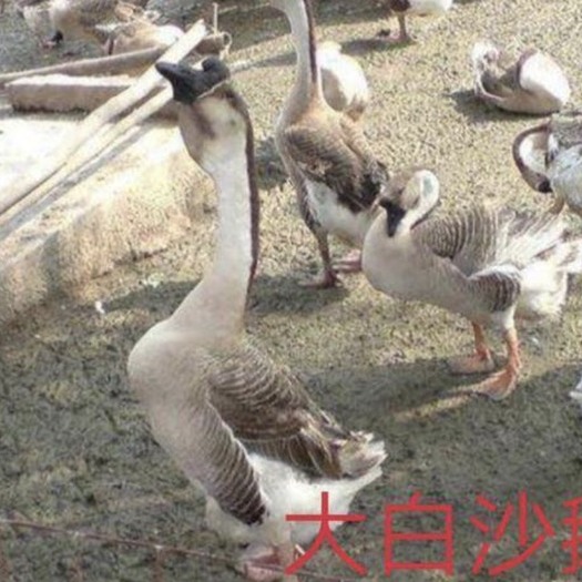 南宁 大白沙鹅苗