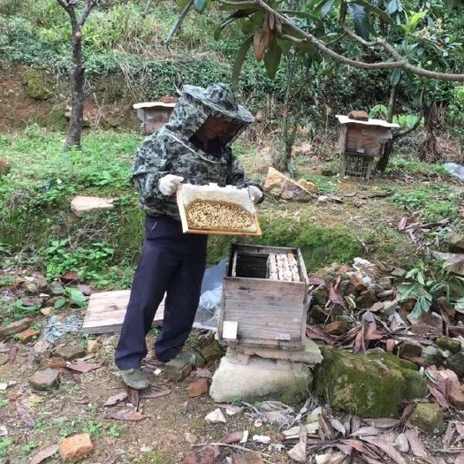 莆田 天然蜂蜜大山里农家自养枇杷蜂蜜冬蜜纯手工剂