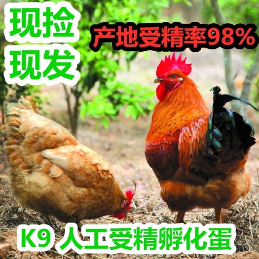 徐州鸡种蛋  改良快大型K9受精种蛋孵化蛋，人工受精破损包赔