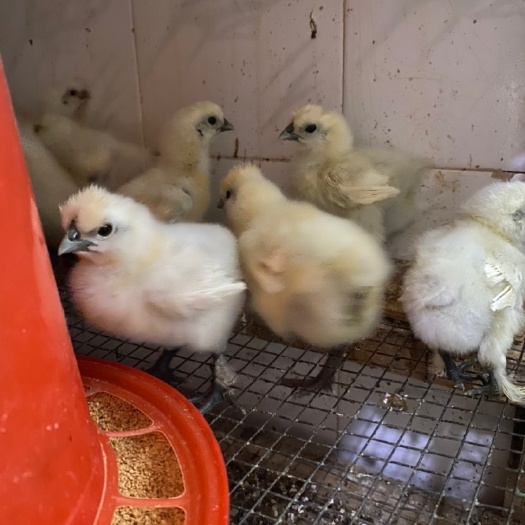 昆明白凤乌鸡苗 母