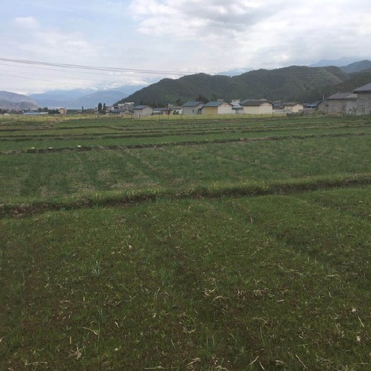 冕宁县九叶青花椒苗