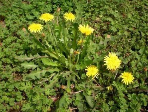 蒲公英茶 山采摘蒲公英