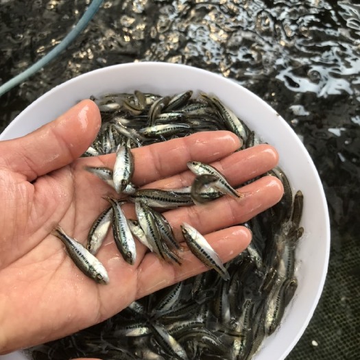 广州鱼场直供加州鲈鱼苗  鱼场批发加洲鲈鱼苗 。大口黑鲈鱼苗 。