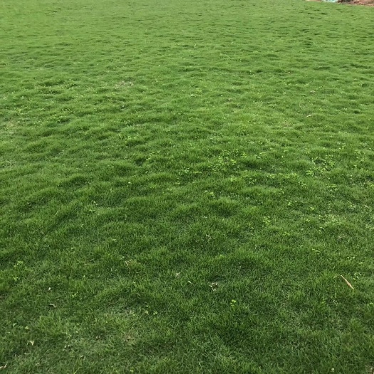 马尼拉草皮 马尼拉：草 基地直销，欢迎考察