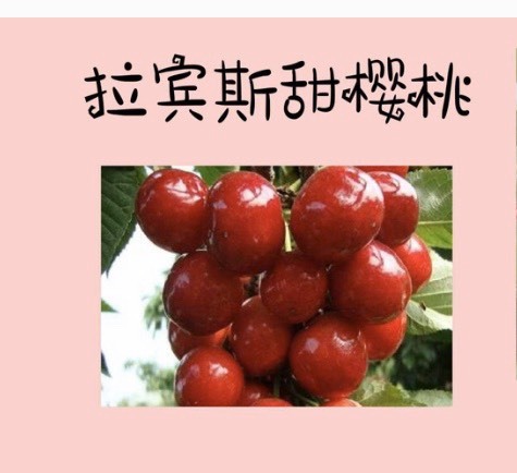 临猗县 拉宾斯大樱桃