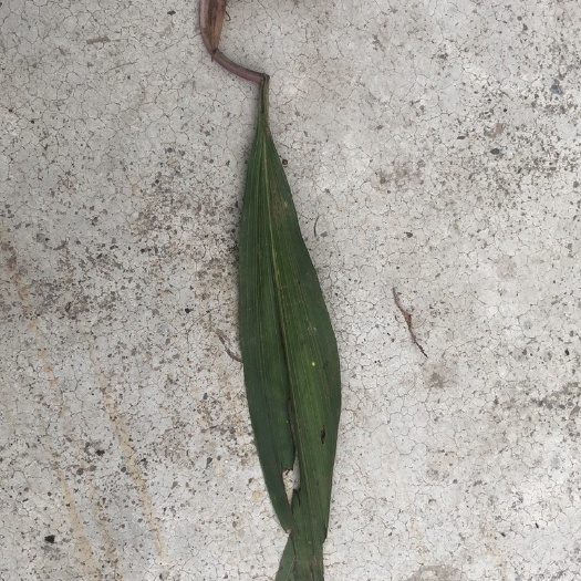 神农架 非种植山慈菇