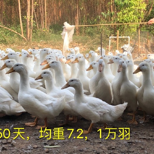 雷州市 樱桃谷(白鸭)靓货
