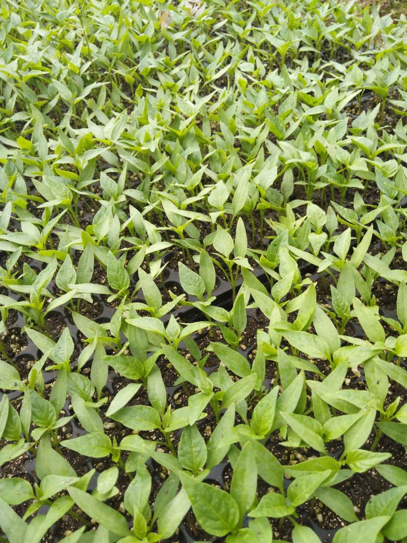 青椒苗 0.35大螺丝椒