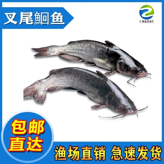 广州斑点叉尾鱼苗  精选优质鱼苗 全国发货