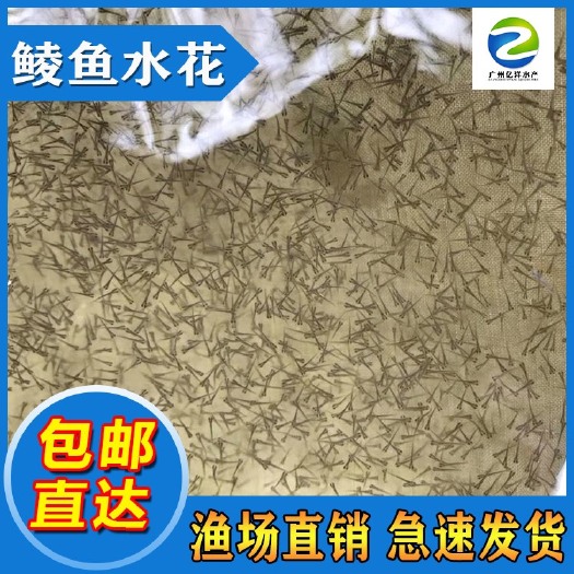 广州鲮鱼鱼苗 源头厂家 自孵鲫鱼水花 草鱼水花 罗非水花
