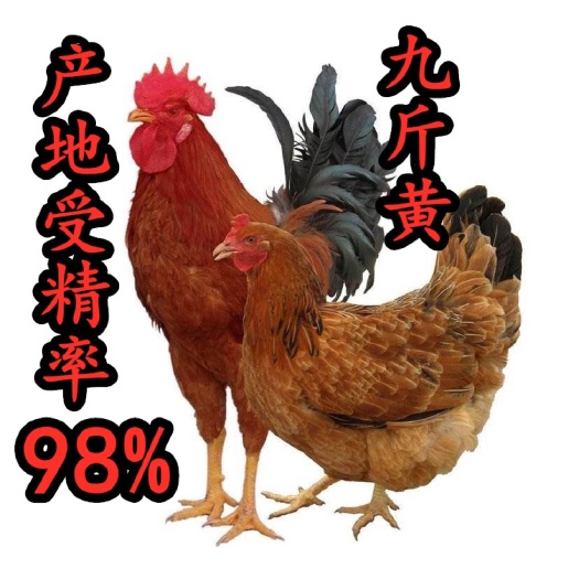 徐州九斤黄受精种蛋孵化蛋大品种肉鸡种蛋人工受精