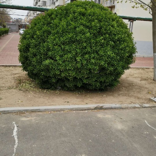 安国市黄杨球