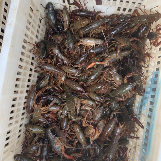 徐州中国龙虾 国产 人工饲养 0.4斤/只以下