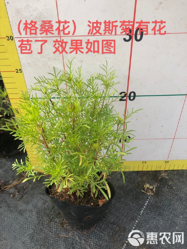 波斯菊 大量泥碳土时花现货供应