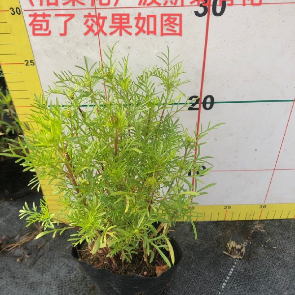 波斯菊 大量泥碳土时花现货供应