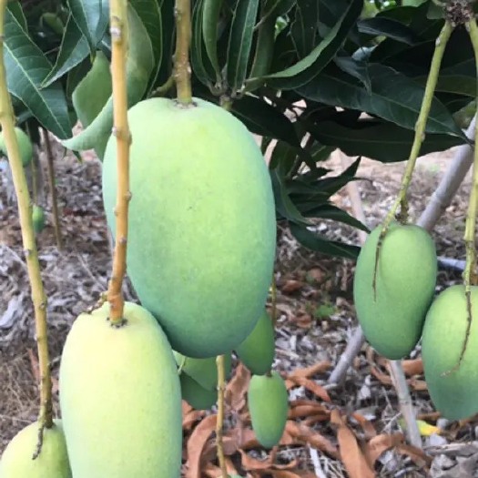 三亚海南台农芒大量供应支持电商代发业务合作洽谈