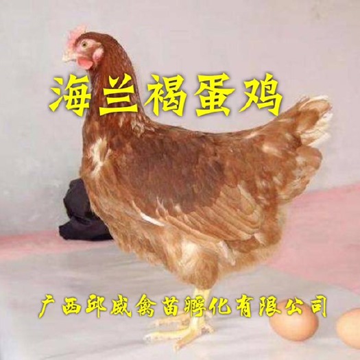 南宁 特有精品（海兰褐蛋鸡苗）产蛋多成活高