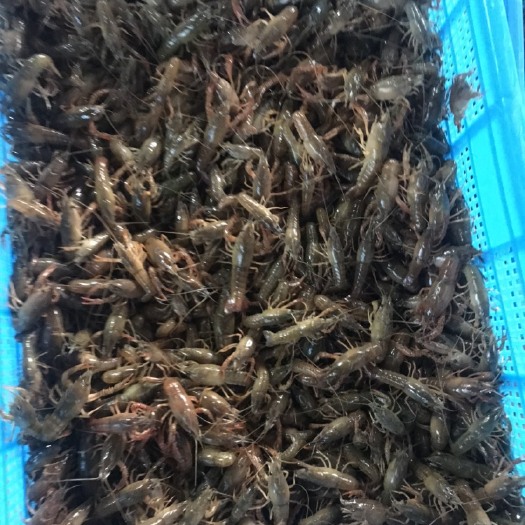 鱼台县小龙虾苗  山东鱼台县万亩小龙虾养殖基地，常年出售龙虾苗